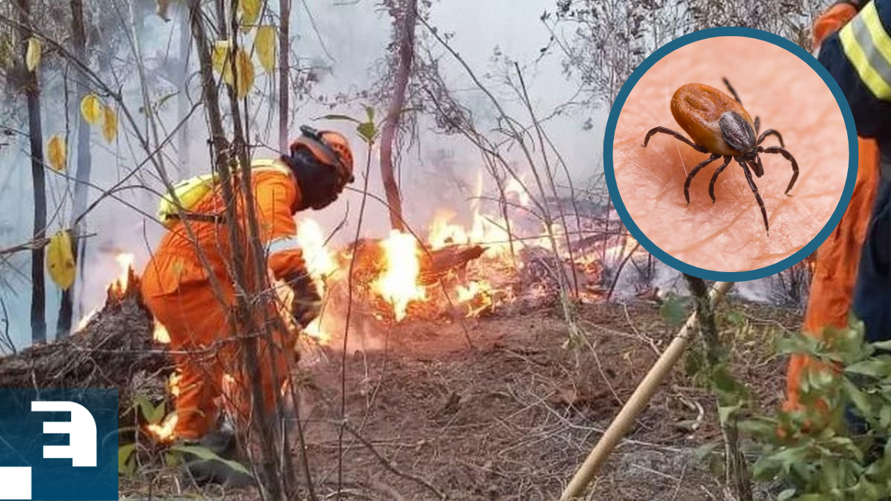 Sospechan Que Incendio En La Tigra Fue Provocado Para Controlar