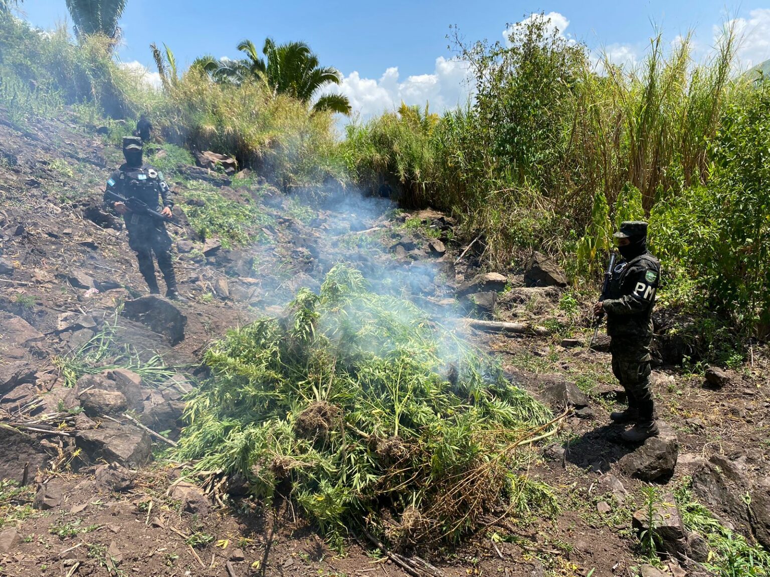 PMOP asegura y destruye plantación de droga en Saba Colón Extra