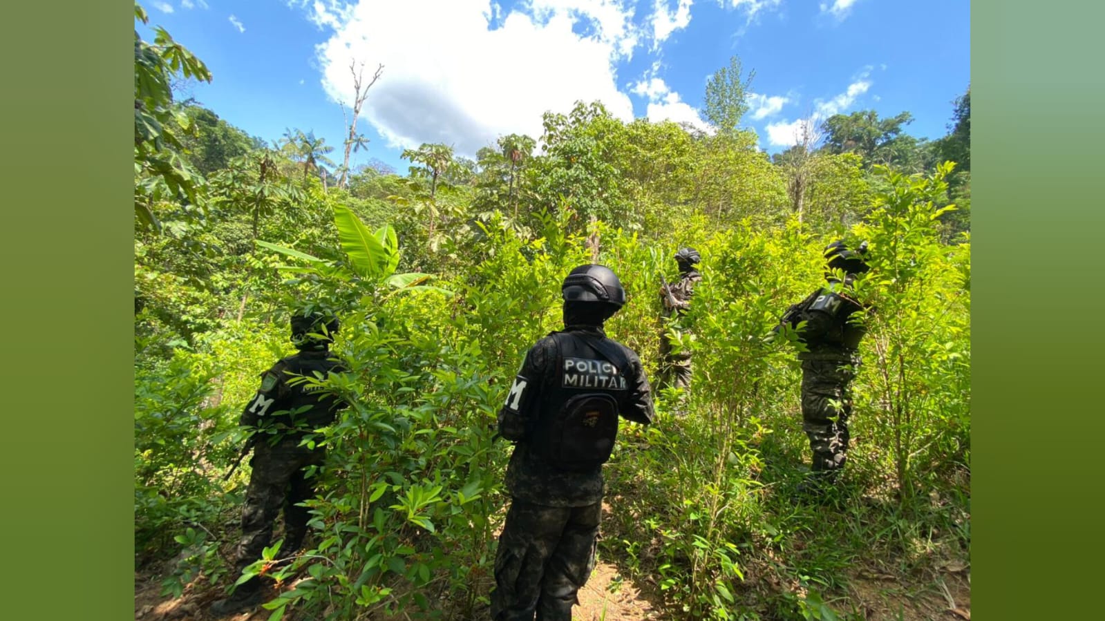 Aseguran Dos Plantaciones Con 125 Mil Arbustos De Hoja De Coca En La