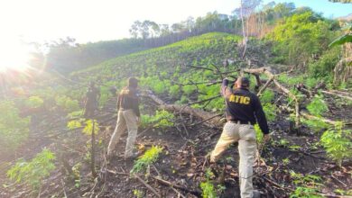 Erradican 10 manzanas con cultivos de marihuana en Olancho