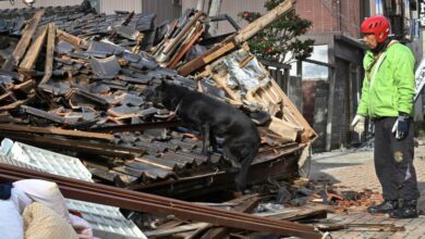 Perro rescata a una anciana atrapada en una casa tras terremoto en Japón