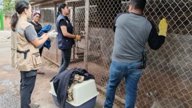 Requerimiento fiscal a directora de escuela por tener fauna en cautiverio