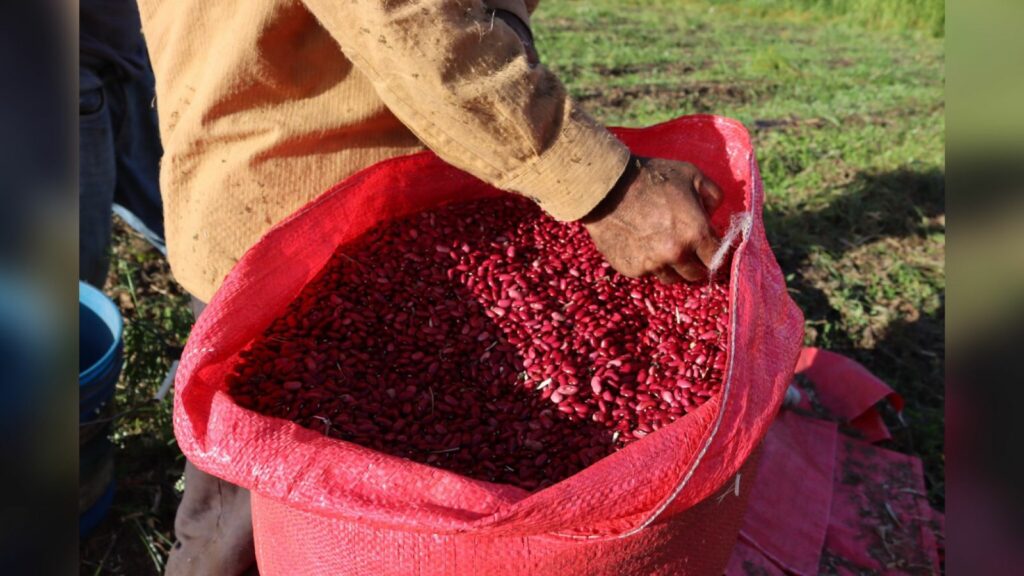 Honduras logra cifra récord con producción de 3.4 millones de quintales de frijol, 500 mil más que en 2022