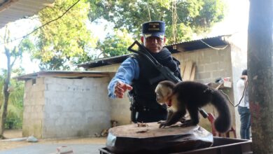Mono carablanca en riesgo es liberado durante operación de rescate policial