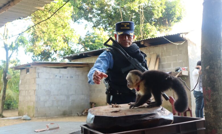 Mono carablanca en riesgo es liberado durante operación de rescate policial