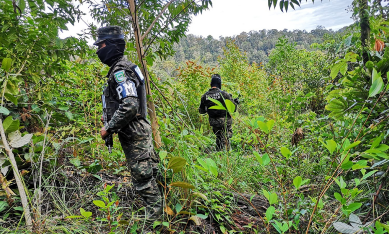 Aseguran más de 360 mil arbustos de hoja de coca en Patuca, Olancho