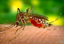 Los mosquitos "Aedes aegypti", causantes del dengue, son de color oscuro, con manchas blancas en las patas y tórax plateado.
