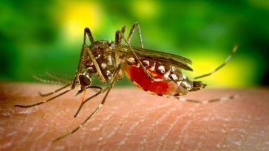 Los mosquitos "Aedes aegypti", causantes del dengue, son de color oscuro, con manchas blancas en las patas y tórax plateado.