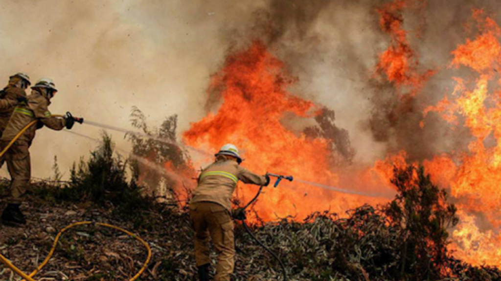 Honduras: Más de 180 hectáreas de bosque afectadas por incendios forestales en lo que va del 2024