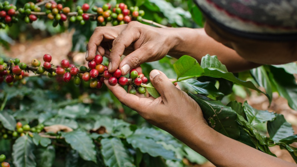 El café representa para Honduras más del 5 % del producto interno bruto (PIB) y cerca del 30 % del PIB agrícola, según cifras oficiales.