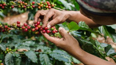 El café representa para Honduras más del 5 % del producto interno bruto (PIB) y cerca del 30 % del PIB agrícola, según cifras oficiales.