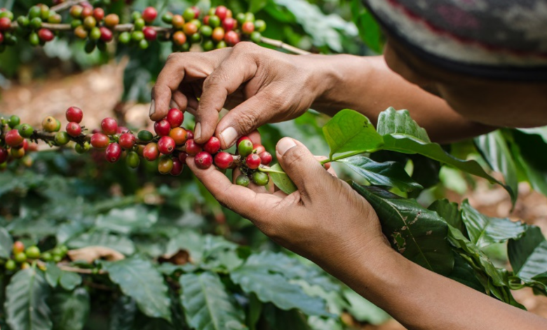 El café representa para Honduras más del 5 % del producto interno bruto (PIB) y cerca del 30 % del PIB agrícola, según cifras oficiales.