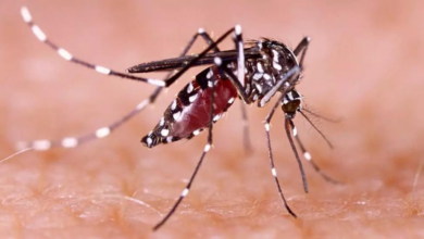Brasil en emergencia por dengue: En lo que va de año reporta más de medio millón de casos