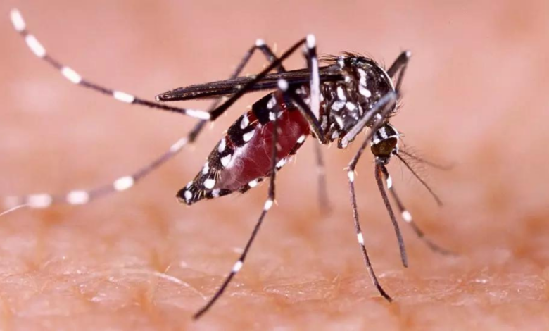 Brasil en emergencia por dengue: En lo que va de año reporta más de medio millón de casos