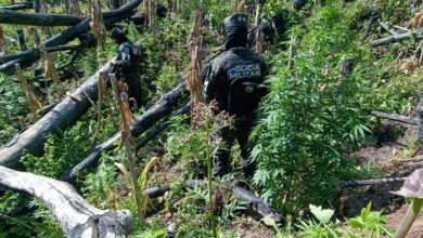 Incautan plantación de marihuana en el Parque Nacional Montaña de Yoro