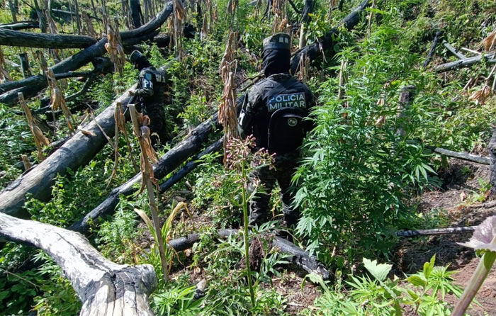 Incautan plantación de marihuana en el Parque Nacional Montaña de Yoro