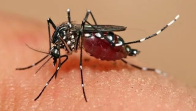 El mosquito del Aedes aegypti.