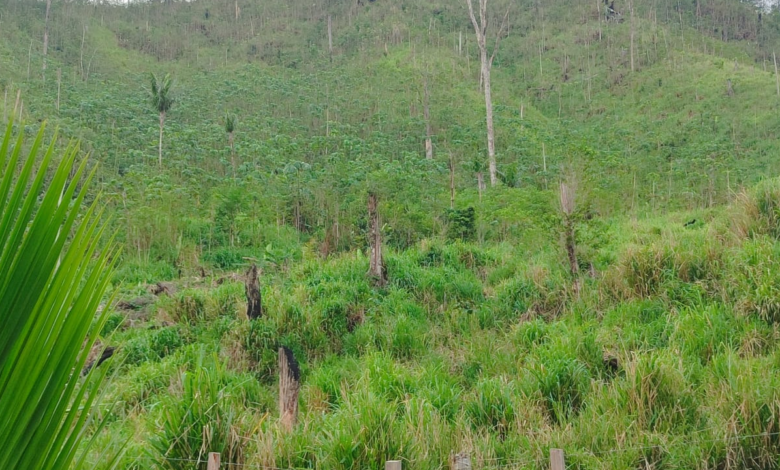 El segundo sembradío de plántulas de coca fue encontrado este viernes en la zona núcleo de la Biosfera del Río Plátano.