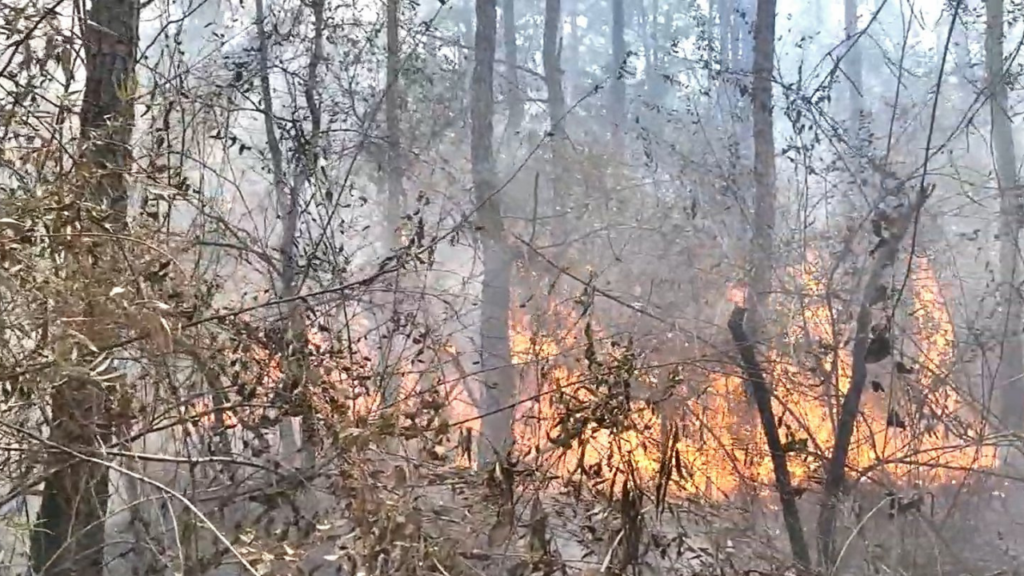 Al lugar ha llegado un equipo de guardabosques para intentar controlar las llamas que están consumiendo las hectáreas de bosque.