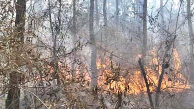Al lugar ha llegado un equipo de guardabosques para intentar controlar las llamas que están consumiendo las hectáreas de bosque.