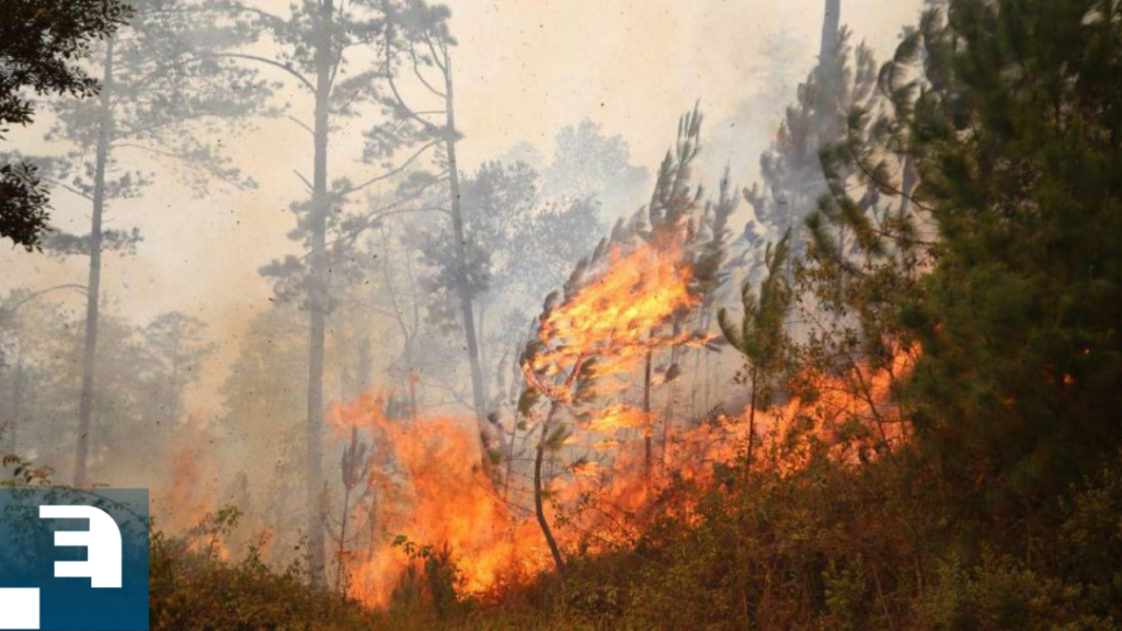 Hasta 50 mil lempiras de recompensa, se ofrecerán por brindar información sobre personas que incendian los bosques.