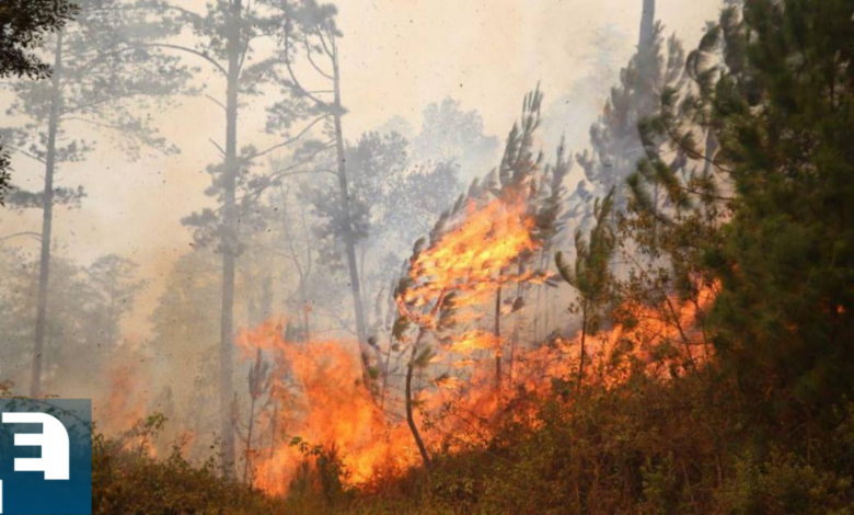 Hasta 50 mil lempiras de recompensa, se ofrecerán por brindar información sobre personas que incendian los bosques.