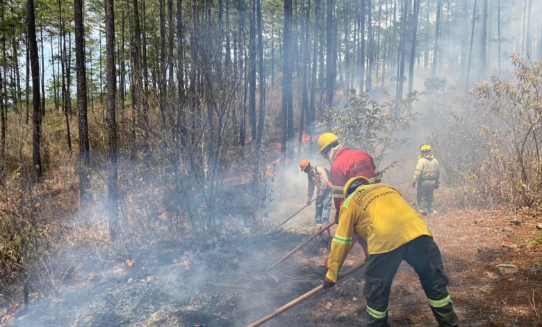 Sin descanso miles de brigadistas del ICF y FF.AA., exponen sus vidas a lo interno de los bosques para combatir los incendios que se propagan por las altas temperaturas.