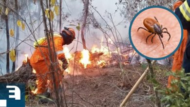 Las autoridades hondureñas han revelado que el incendio provocado en la reserva biológica La Tigra podría haber sido iniciado con la intención de reducir la población de garrapatas en la zona.