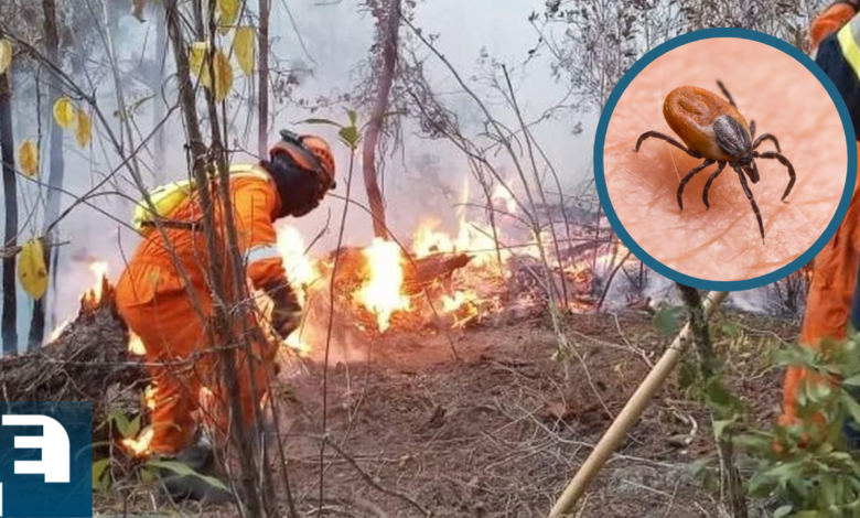 Las autoridades hondureñas han revelado que el incendio provocado en la reserva biológica La Tigra podría haber sido iniciado con la intención de reducir la población de garrapatas en la zona.