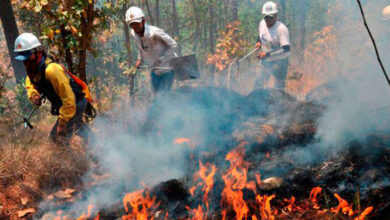 ICF reporta más de 430 incendios forestales en lo que va del 2024.