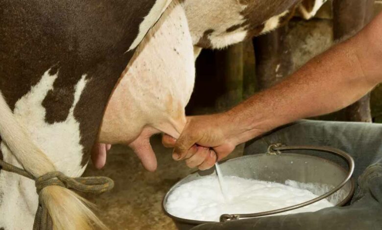 Científicos crean vaca transgénica capaz de producir insulina humana en su leche