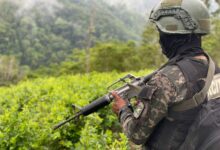 Fuerzas Armadas aseguran plantaciones de hoja de coca y marihuana