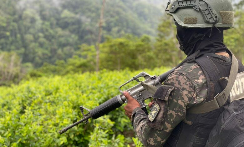 Fuerzas Armadas aseguran plantaciones de hoja de coca y marihuana
