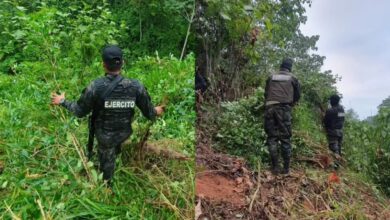 Desmantelan plantación y laboratorio clandestino de drogas en Olancho