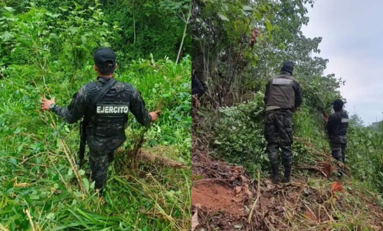 Desmantelan plantación y laboratorio clandestino de drogas en Olancho