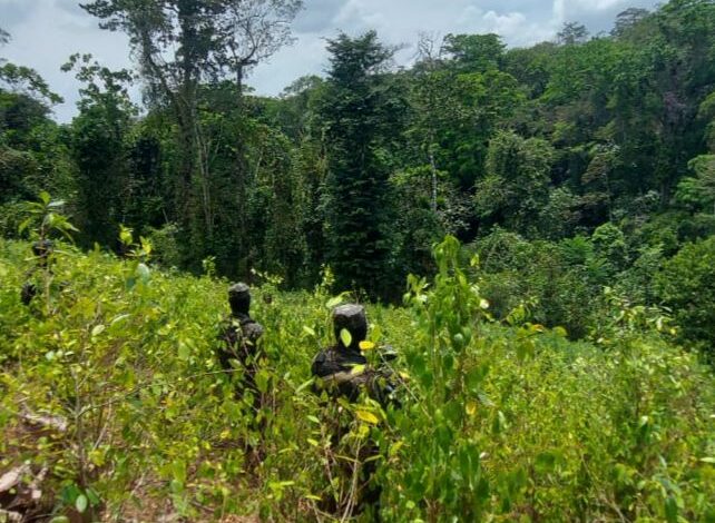 Fuerzas Armadas asegura 95 mil plantas de coca en Olancho