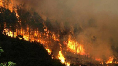 Hasta el momento los incendios forestales han afectado 63,433 hectáreas de bosque en Honduras.
