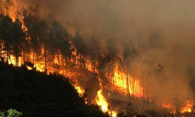 Hasta el momento los incendios forestales han afectado 63,433 hectáreas de bosque en Honduras.