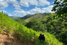 Ministerio Público lidera destrucción de 72 mil arbustos de coca en Colón