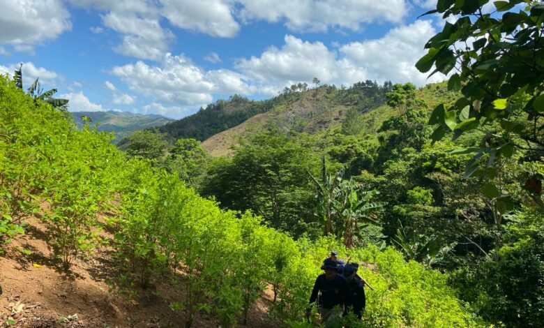Ministerio Público lidera destrucción de 72 mil arbustos de coca en Colón