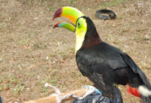 Autoridades rescatan varias aves que eran comercializadas en Cortés