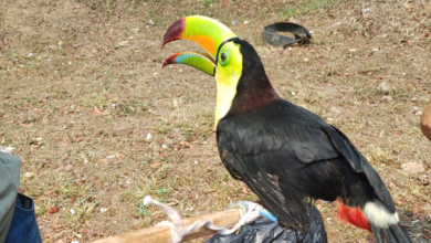 Autoridades rescatan varias aves que eran comercializadas en Cortés