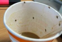 Hospitalizan a una mujer tras beber café con insectos de una maquina