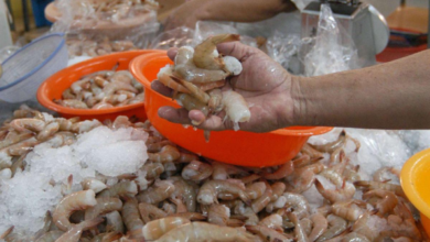 Las bajas ventas del camarón han impactado en la creación de empleo en la zona sur del país.