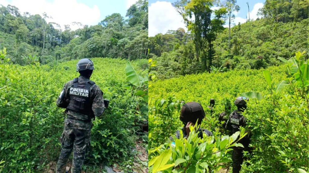 En las 35 manzanas de tierra se aseguraron unos 180 mil arbustos de coca.