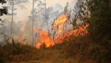 El departamento de Francisco Morazán encabeza la lista de las regiones más golpeadas, con 302 incendios registrados y más de 16,335 hectáreas destruidas.