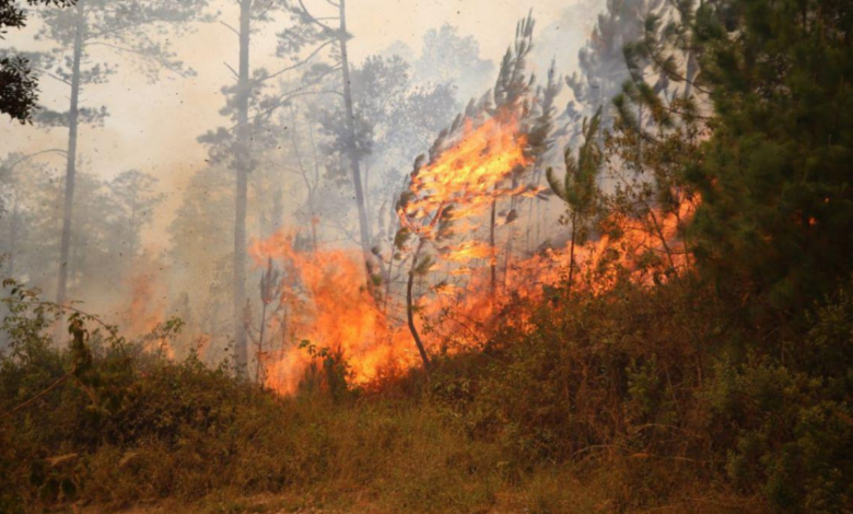 El departamento de Francisco Morazán encabeza la lista de las regiones más golpeadas, con 302 incendios registrados y más de 16,335 hectáreas destruidas.