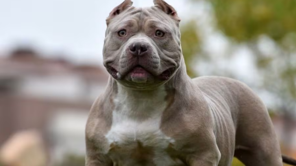 Muere bebé de 15 meses tras ataque de pitbulls