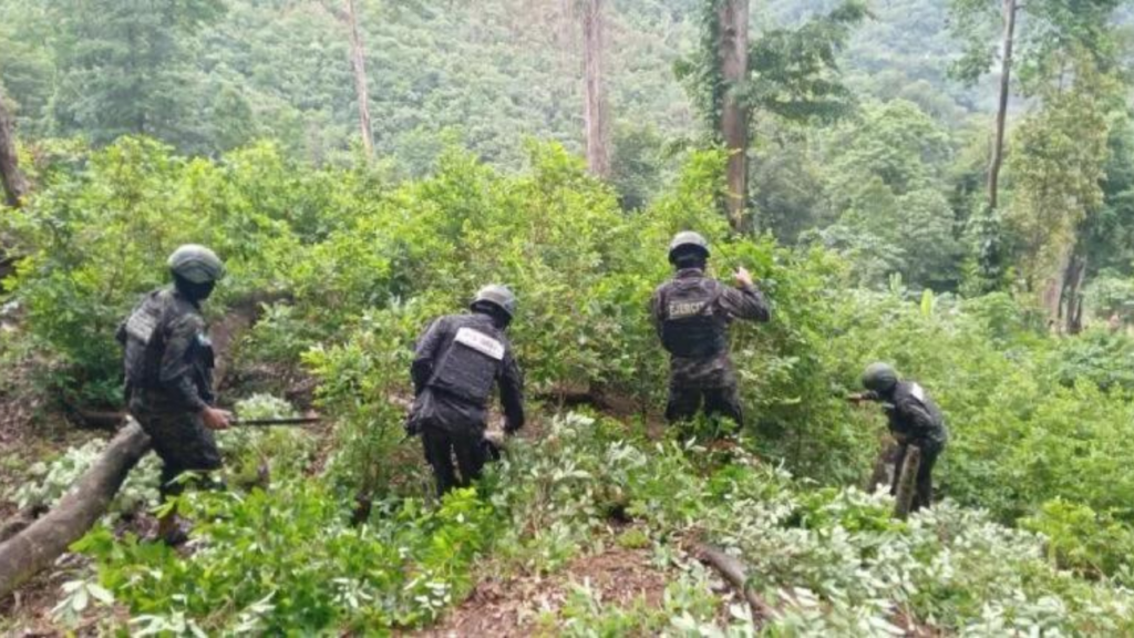 El hallazgo de las plantas y del narcolaboratorio se realizó en el Cerro La Ceibita, Palestina, Olancho.