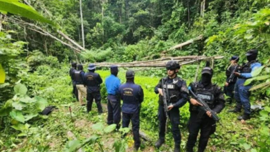 Las plántulas estaban listas para ser trasplantadas para posteriormente procesar pasta base de coca, según informaron las autoridades.